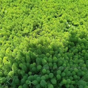 水生植物穗花狐尾藻 沉水植物