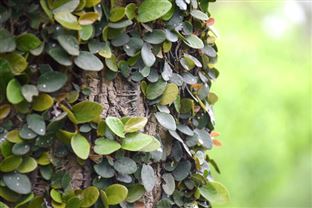 實樸檢測參編的《生態環保企業環境、社會與公司治理評價指標體系》正式發布