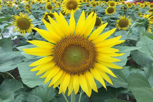 《綠色產(chǎn)品認(rèn)證與標(biāo)識管理辦法》修訂發(fā)布！