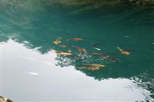 咨詢建言：企業(yè)工業(yè)廢水與生活污水分質(zhì)處理問題