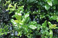 文明祭扫，让清明更“清明”