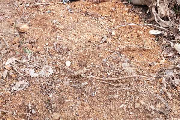 東莞大嶺山：現(xiàn)場(chǎng)指導(dǎo)土壤環(huán)境調(diào)查工作