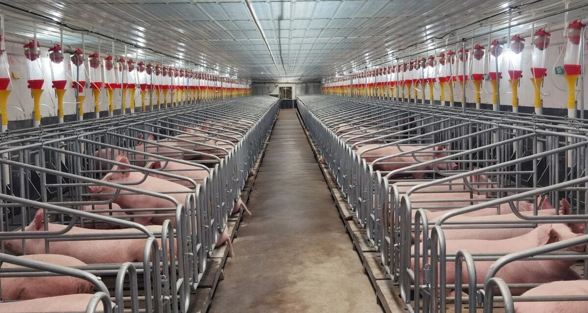 高溫？高濕？腐蝕？這款CO?變送器為何成為行業(yè)“隱形守護(hù)者”